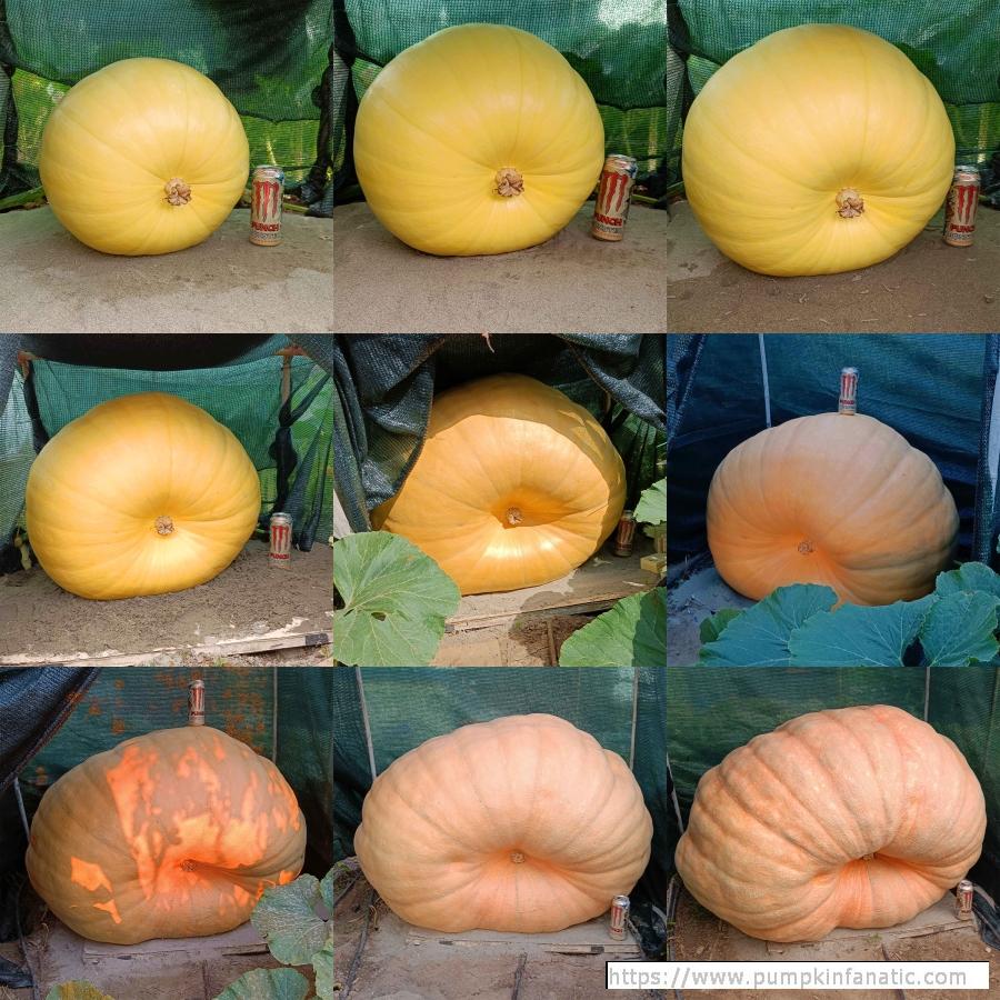 fruitImages/986.8 Zucco 2024B.jpeg